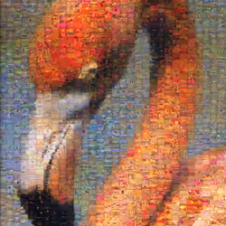 Flamingos. 