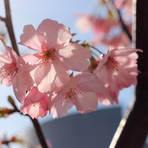 Cherry Blossom