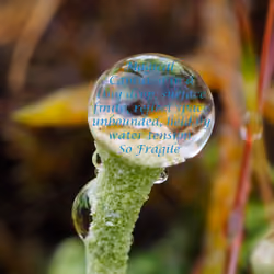 Magical - Fairy Cup Lichen