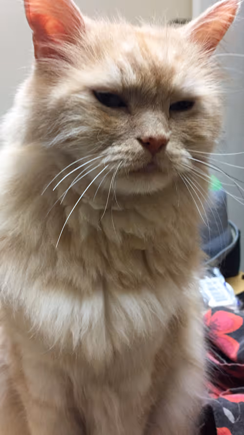 Item #89848670735951994982252659064083711352385204404036391042897708487726694662145 Media