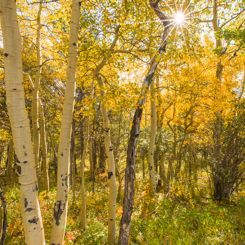 Burst of Fall