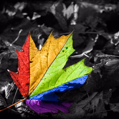 FaceNON Collection - old