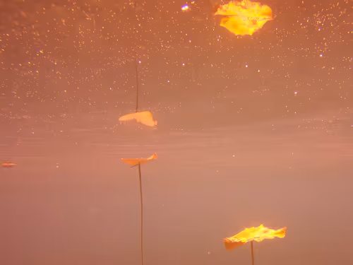 Item #115430421716330114127925714386191036467996783471008022249532804589133234176001 Media