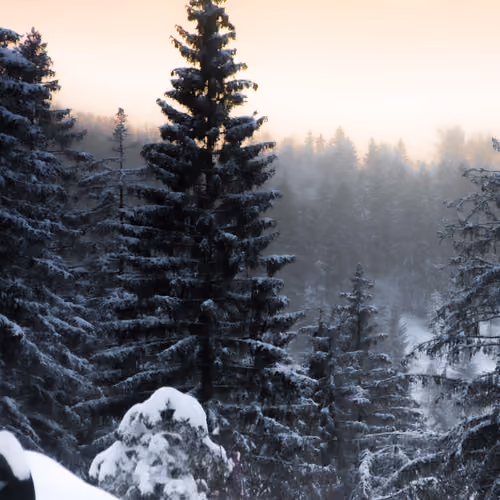 WINTER FOREST AND SUNSET