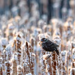 Sparrow