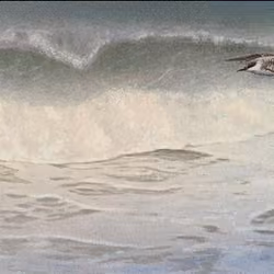 Call of the Sea