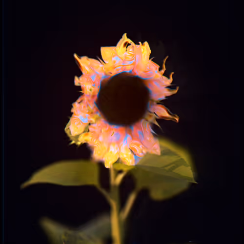 The Fiery Sunflower