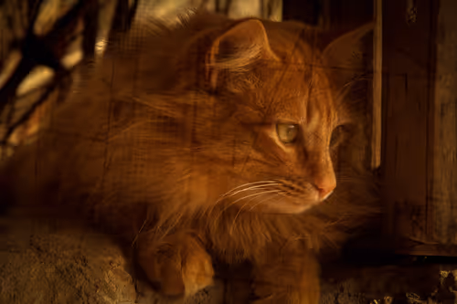 Item #1448819722811812157553440872911488319417736624981688873626406816668486467585 Media