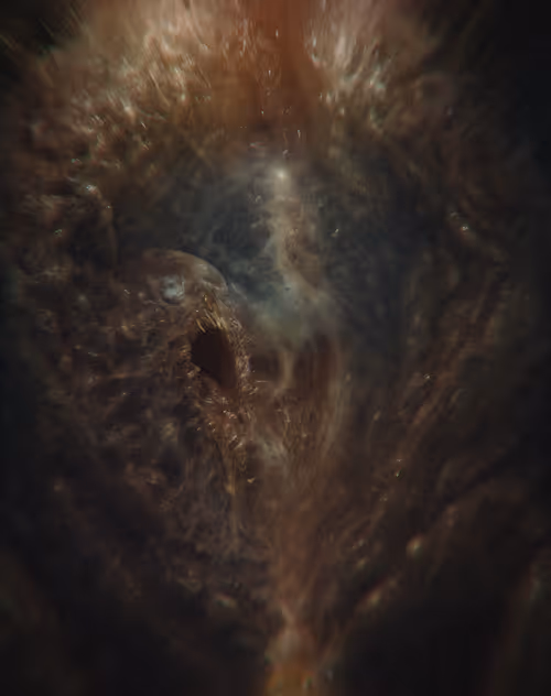 Item #55881646325774394077147768718081657751292269434891868439632387320658108874753 Media