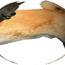 DOGE around, comes around