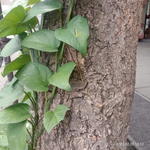 Item #15416064837448188610247350204521494909343598378477019548960405596018273419265 Media