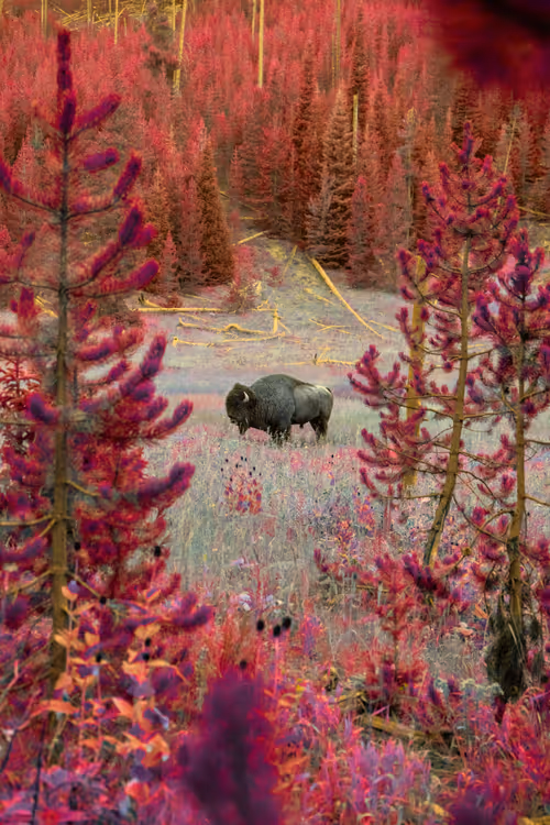 Item #62770830547104152708254418170425720867314851390025237510786564822466136375297 Media