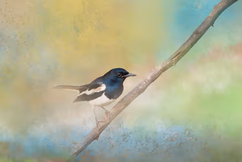 Item #20879904977050231781978559907445915739532146362246903749837269862231333404673 Media