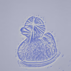 Monday Morning Duck - BD21028