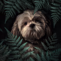 Cute Puppy 