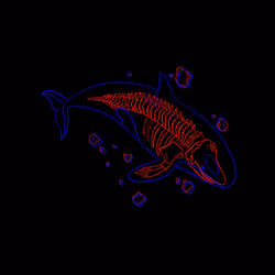 #08 Killer whale (Common)