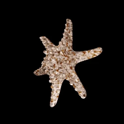 Item #105765653970510533122289953890677374467333873258090426512252849596019209404417 Media