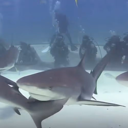 Dillynsoceanadventures