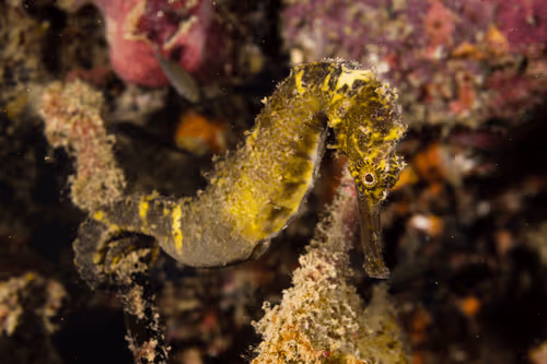 Editons Ocean Rescue