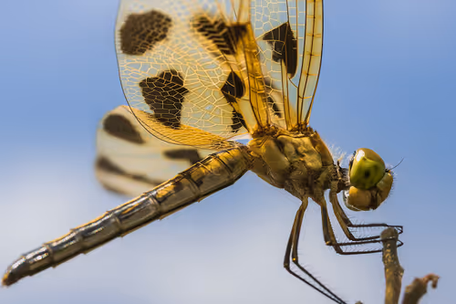 Item #105090597216655980557633683149084672751347825439893935605656298016621818019841 Media