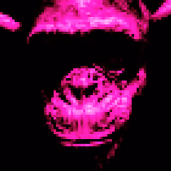 Shaman Chimp
