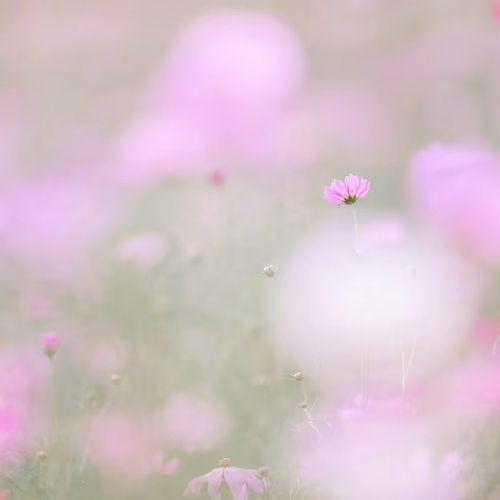 Cosmos#40