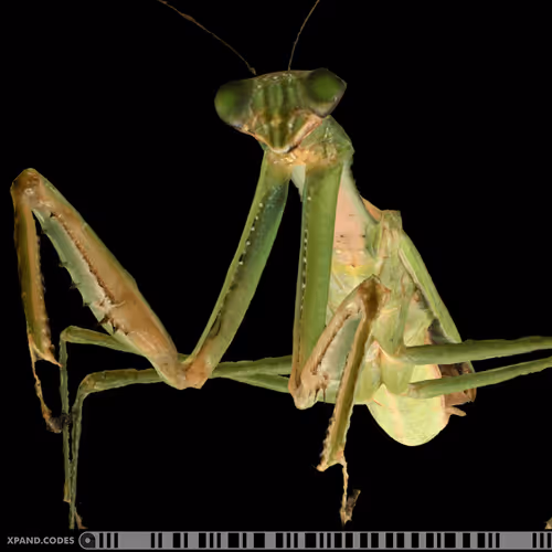 Item #58963443345665771353505984304139328775102797162935968682550101662669004079105 Media