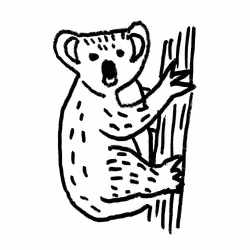 Koala 