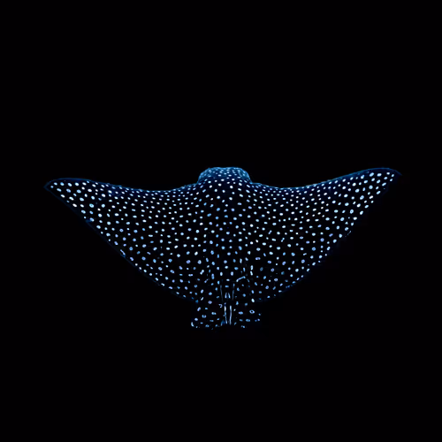 Underwater Explorers Collection