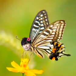 OKU Real Butterfly