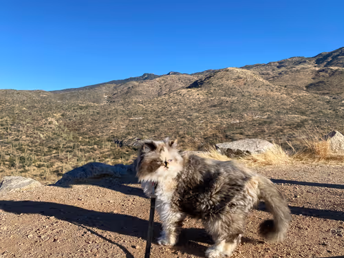 Item #88063557034118437660925886446302507819426649905583175627315428975102048337921 Media