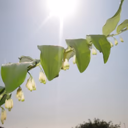 Bell Flowers