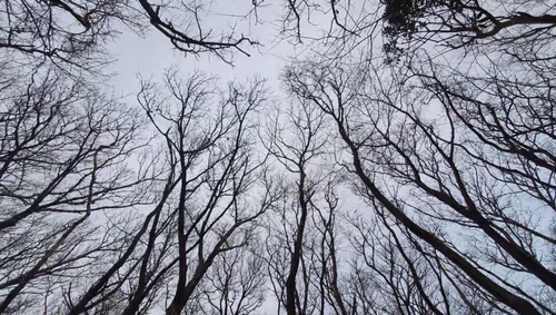 Item #105288803146246383568198026595242847884682393867054726493611635531024452026369 Media