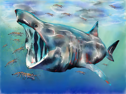 Item #96195038852831448245791051630160520223851253393079089149513191840848235462657 Media