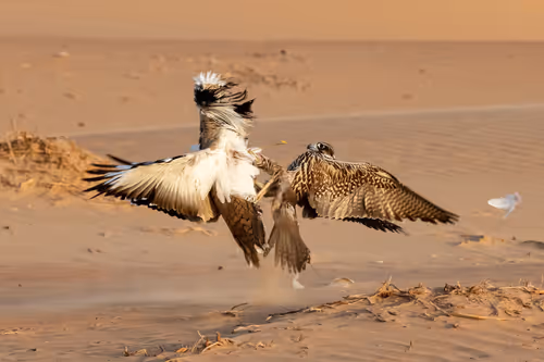 Item #12333759371985289416686528618250941787801478820548931806244366492133763317761 Media