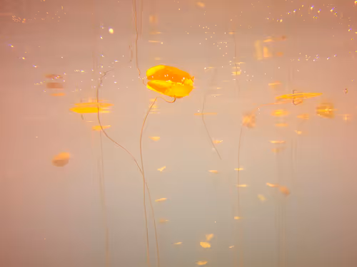 Item #115430421716330114127925714386191036467996783471008022249532804604526396964865 Media