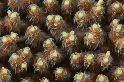 Item #67795505619931490141593079376400316859417509145610672143318596152211095420929 Media