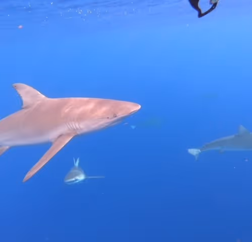 BottleRocketChirpingBeauty Collection