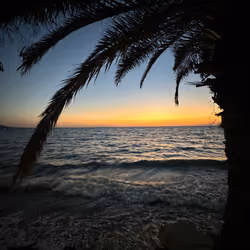 Palms