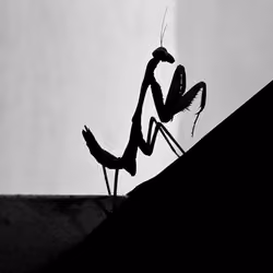 ST6. Mantis
