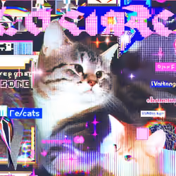 CRYSTAL WEBCORE CATS Y7077
