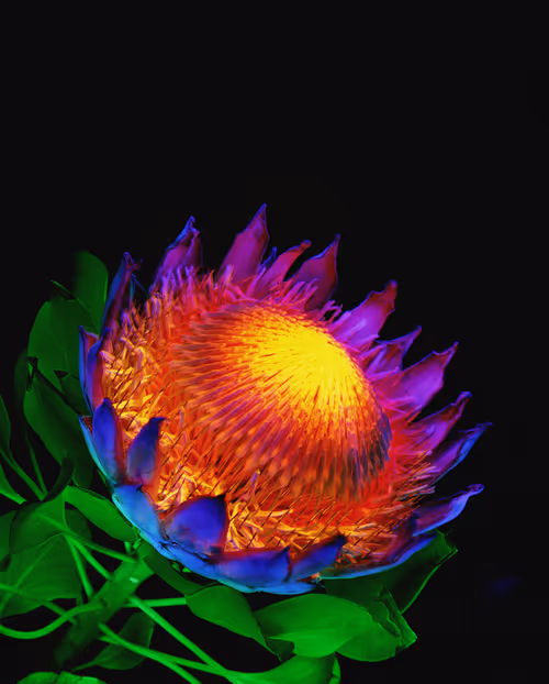 Item #109162157552346088047496633038404394118504199992061596446112929811838361665542 Media