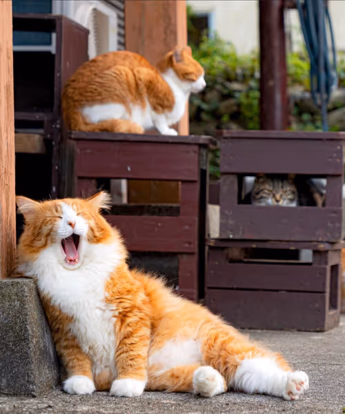 Item #506614017608188570824604822011872825915664813029036437365082891318921789441 Media