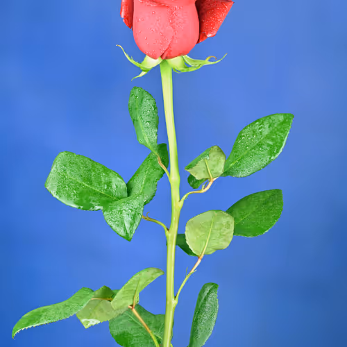 Red Rose.