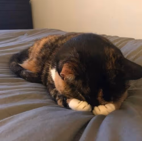 Item #506614017608188570824604822011872825915664813029036437365082826447735750657 Media