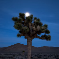 Dancing in the Moonlight