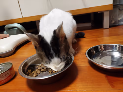 Item #99936926881834722245494880846447902772970396691943269501904837345091860299777 Media