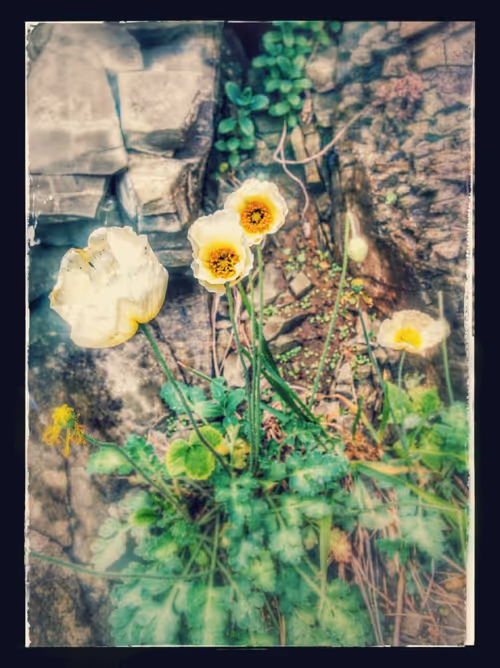 Item #78310336700208189957866398493300084062122873043985784445468290043975636615169 Media