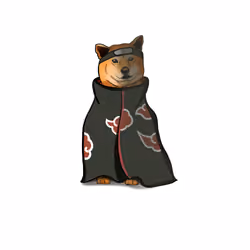 Shiba inu #2