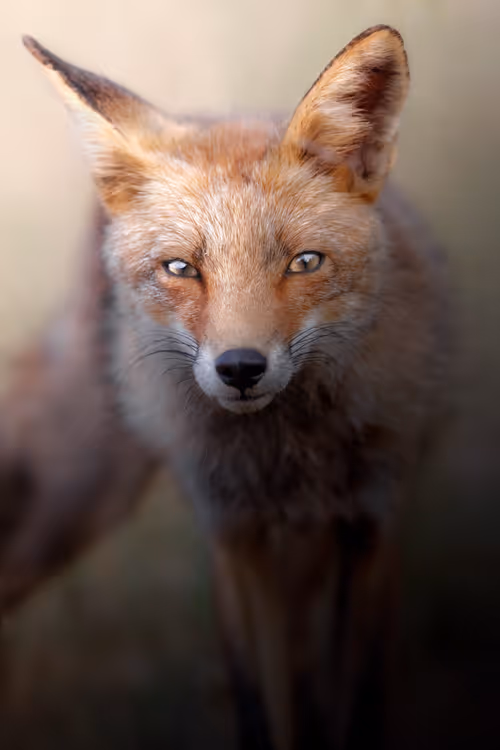 Item #74947066243849206940937931845492421282407977522900211027354211431104829718529 Media